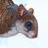 Kashmir Flying Squirrel / Eoglaucomys fimbriatus