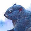 Pakistan Woolly Flying Squirrel / Eupetaurus cinereus