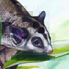 Northern Glider / Petaurus abidi