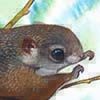 Particolored Flying Squirrel / Hylopetes alboniger