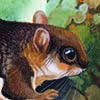 Bartel’s Flying Squirrel / Hylopetes bartelsi