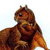 Palawan Flying Squirrel / Hylopetes nigripes