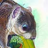 Indochinese Flying Squirrel / Hylopetes phayrei
