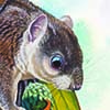 Indochinese Flying Squirrel / Hylopetes phayrei