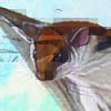 Grey-cheeked Flying Squirrel / Hylopetes platyurus