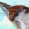 Grey-cheeked Flying Squirrel / Hylopetes platyurus