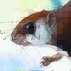 Arrow-tailed Flying Squirrel / Hylopetes sagitta
