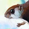 Arrow-tailed Flying Squirrel / Hylopetes sagitta