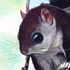 Sipora Flying Squirrel / Hylopetes sipora