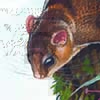 Red-cheeked Flying Squirrel / Hylopetes spadiceus