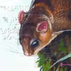 Red-cheeked Flying Squirrel / Hylopetes spadiceus