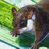 Lesser Pygmy Flying Squirrel / Petaurillus emiliae