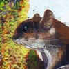 Hose’s Pygmy Flying Squirrel / Petaurillus hosei