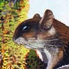 Hose’s Pygmy Flying Squirrel / Petaurillus hosei