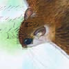 Selangor Pygmy Flying Squirrel / Petaurillus kinlochii