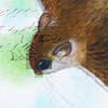 Selangor Pygmy Flying Squirrel / Petaurillus kinlochii