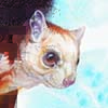 Red and White Giant Flying Squirrel / Petaurista alborufus