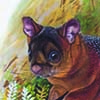 Spotted Giant Flying Squirrel / Petaurista elegans