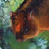 Bhutan Giant Flying Squirrel / Petaurista nobilis