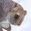 Chinese Giant Flying Squirrel / Petaurista xanthotis