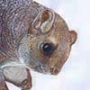 Chinese Giant Flying Squirrel / Petaurista xanthotis