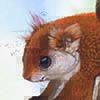 Basilan Flying Squirrel / Petinomys crinitus