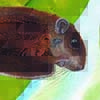 Whiskered Flying Squirrel / Petinomys genibarbis