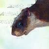 Hagen’s Flying Squirrel / Petinomys hageni