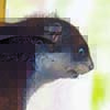 Mindanao Flying Squirrel / Petinomys mindanensis