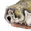Japanese Flying Squirrel / Pteromys momonga