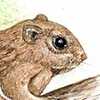 Siberian Flying Squirrel / Pteromys volans