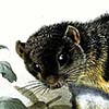 Smoky Flying Squirrel / Pteromyscus pulverulentus