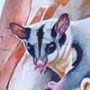 Mahogany Glider / Petaurus gracilis