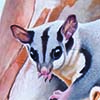 Mahogany Glider / Petaurus gracilis