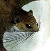 Dwarf Scaly-tailed Flying Squirrel / Anomalurus pusillus