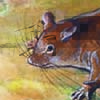 Pygmy Scaly-tailed Flying Squirrel / Idiurus zenkeri