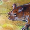 Pygmy Scaly-tailed Flying Squirrel / Idiurus zenkeri