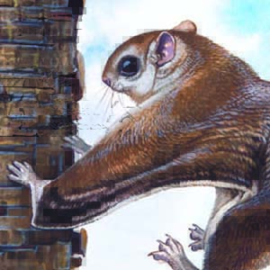 Northern Flying Squirrel / Glaucomys sabrinus
