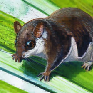 Lesser Pygmy Flying Squirrel / Petaurillus emiliae